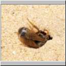 Cerceris rybyensis - Knotenwespe 16 Furchenbiene wird ins Nest gezogen.jpg